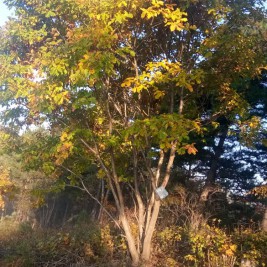 丛生蒙古栎价格 丛生蒙古栎报价  丛生蒙古栎种植基地