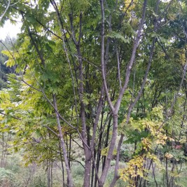 水曲柳报价 水曲柳价格  水曲柳种植基地