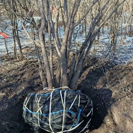 茶条槭批发价格 茶条槭种植基地 哪里有茶条槭