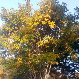 蒙古栎价格 蒙古栎批发 蒙古栎报价  蒙古栎种植基地