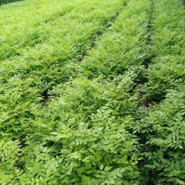 刺嫩芽苗批发报价  刺嫩芽苗种植基地