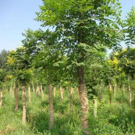 北栾价格  北栾种植基地