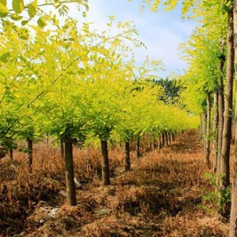 黄金槐批发  黄金槐种植基地