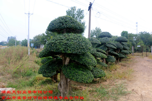 对节白蜡基地 (4)