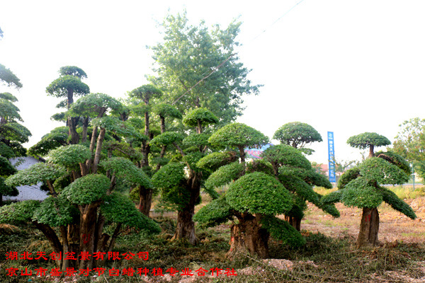 对节白蜡基地 (10)