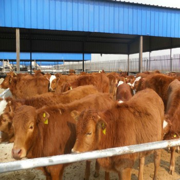 专业黄牛养殖场 湘西黄牛批发 湘西黄牛犊价格产地