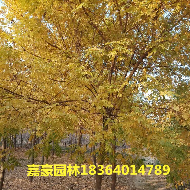 534318448_gaitubao_com_750<em></em>x750_副本