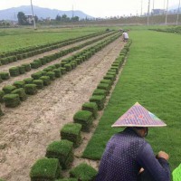 马尼拉草坪 马尼拉草坪厂家 马尼拉草坪批发