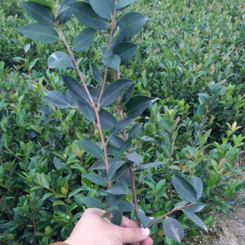 一年生油茶杯苗 地栽油茶苗一手货源