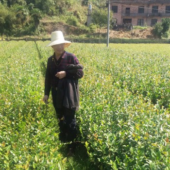 一年生油茶杯苗_批发嫁接