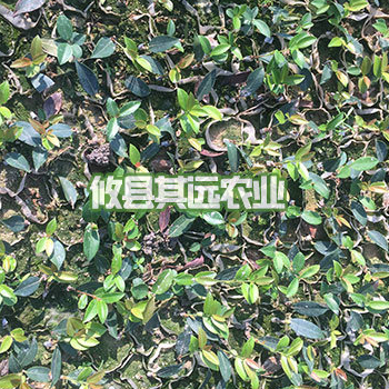 湖南油茶苗批发价格 一年生杯苗