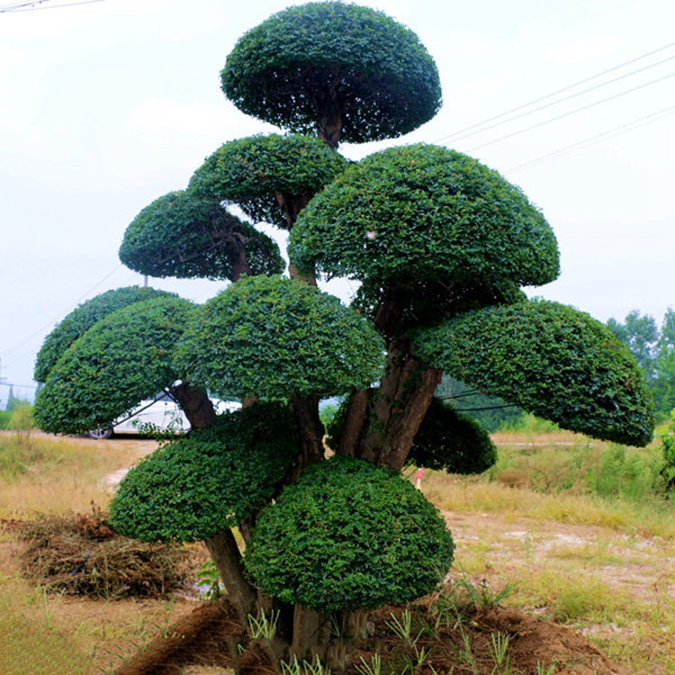 对节白蜡盆景 对节白蜡价格 对节白蜡树桩